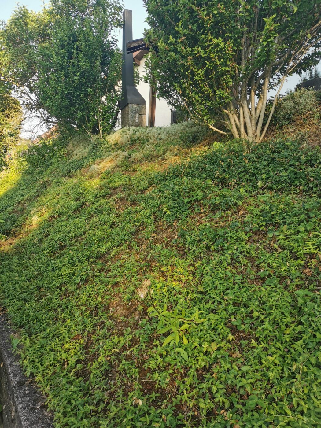 Garten nach der Pflege von Stielecht