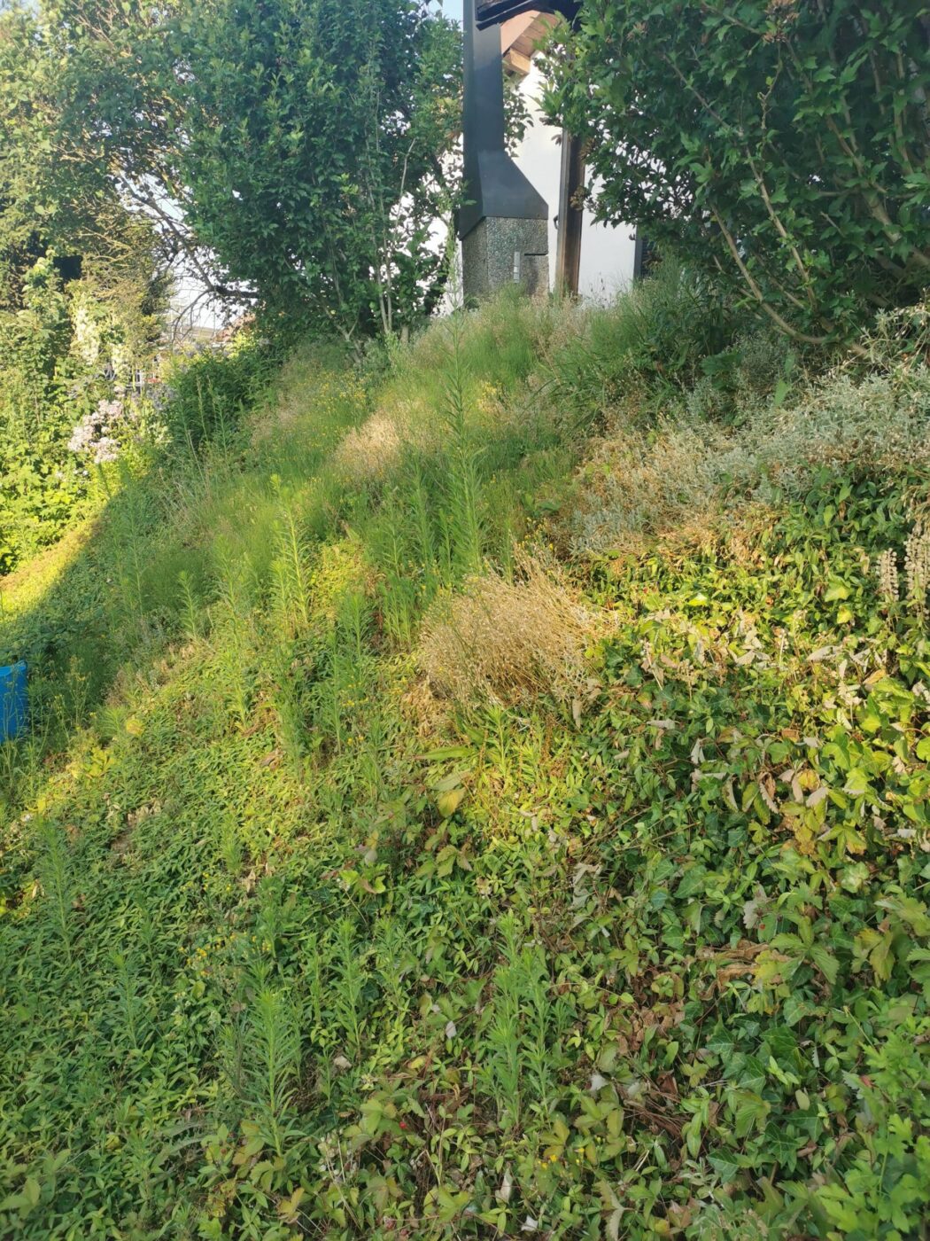 Garten vor der Pflege von Stielecht