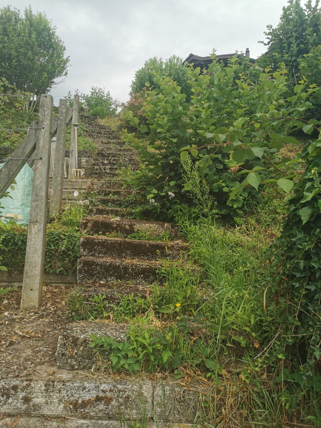 Garten vor der Pflege von Stielecht