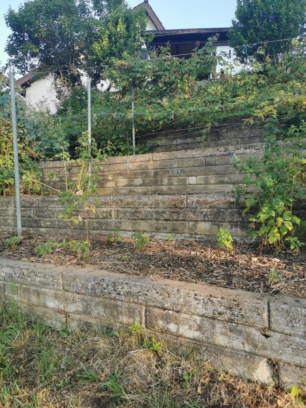 Garten nach der Pflege von Stielecht