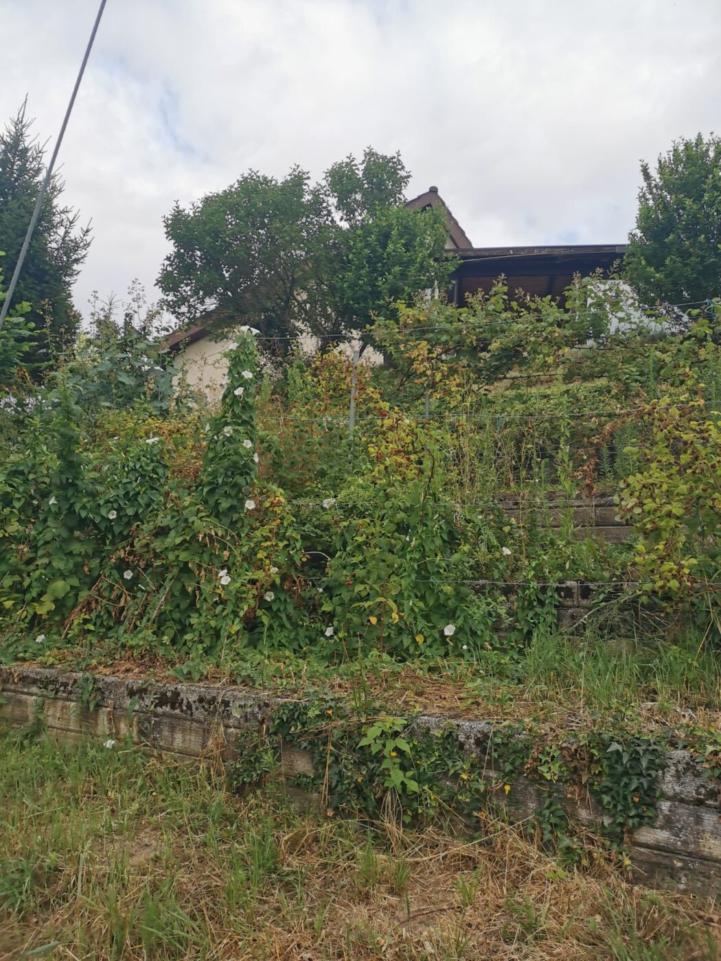Garten vor der Pflege von Stielecht