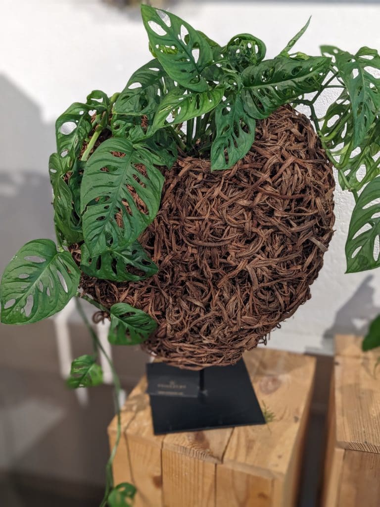 Pflanzenobjekt: Monstera in handgeflochtenem Drahtgefäss
