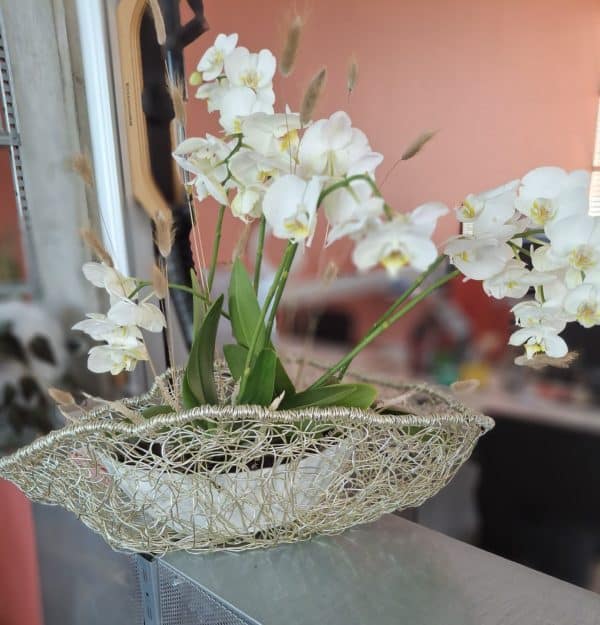 Orchidee in eleganter Drahtschale