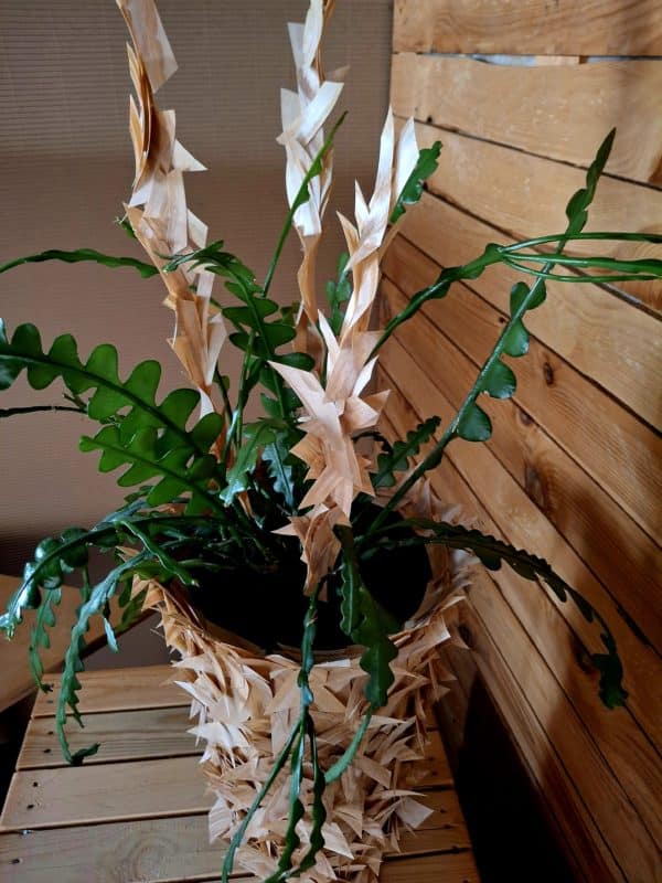 Vase aus Furnierholz mit Epiphyllum