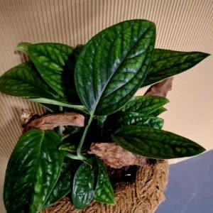 Epipremnum Pinnatum im Kokusschnur-Korb