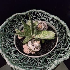 Gasteria im handgeflochtenen Aludraht-Gefäss – Mint