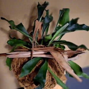 Platycerium im handgefertigten Kokusschnur-Korb