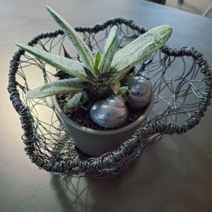 Gasteria im handgeflochtenen Drahtkorb – schwarz | Stielecht Unikat