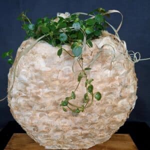 Pflanzenobjekt „Angel Wings“ mit Pilea (oval)