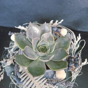 Echeveria mit Dekodraht & Trockenmaterial (grau)