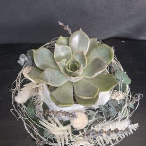 Echeveria in weisser Drahtform mit Trockenmaterial