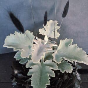 Kalanchoe im schwarzen Papier-Pompon