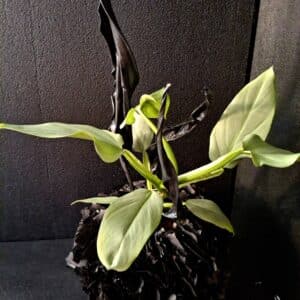 Philodendron im schwarzen Papier-Pompon