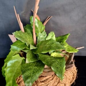 Calathea in Kokosschnur – gestaltet in der Technik „Japanisches Auge“